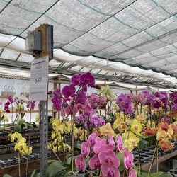 Bay Area Orchids