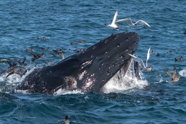 Dana Wharf Sportfishing & Whale Watching Dana Point by null