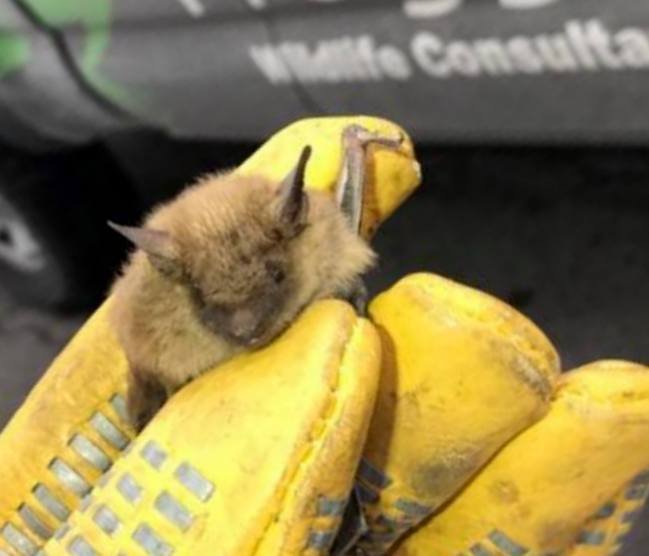 WILDLIFE TRAPPING PROFESSIONALS OF BALTIMORE 32 Photos 2818 E