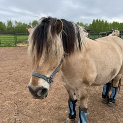 Ashland Area Veterinary Clinic - Fjord needing a trim! (10)