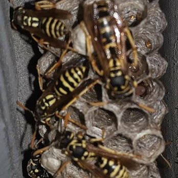 Squish Pest Control - Pest Control Near Me Squish Pest Control - Pest Control Near Me