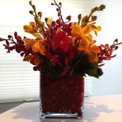 Jan Channon Flowers - Mokara Orchid Cubes
