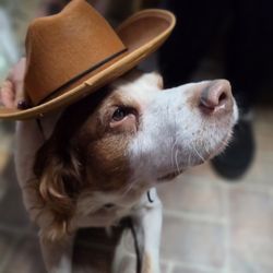 Holiday Park Animal Hospital - Loco