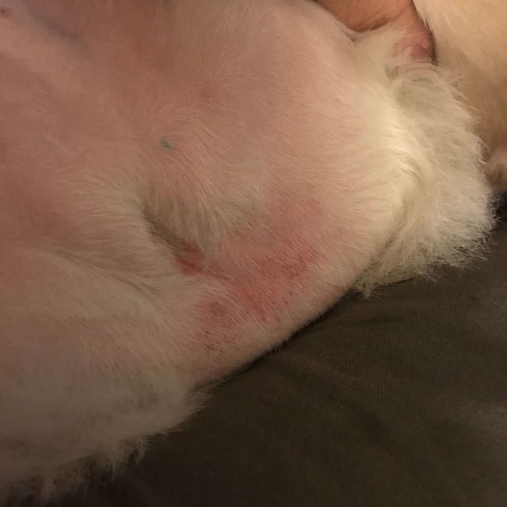 Low Cost Grooming - Pet Groomers Near Me - Dover, Florida Low Cost Grooming - Pet Groomers Near Me - Dover, Florida