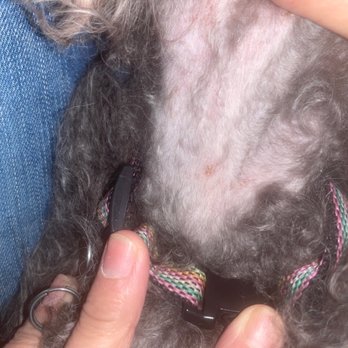 Perro Andaluz Pet Hospital - Emergency Pet Hospital Near Me - Tijuana, BCN Perro Andaluz Pet Hospital - Emergency Pet Hospital Near Me - Tijuana, BCN