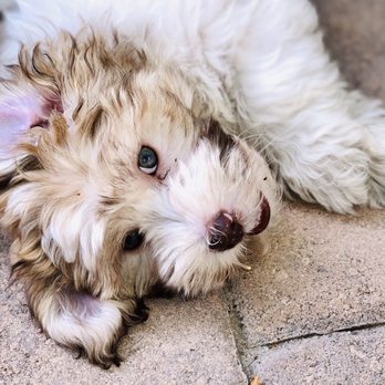 Bark Busters - Pet Training Near Me - Henderson, Nevada