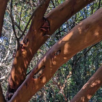Idlehour Trail Camp - Cool Tree - Hiking Near Me - Altadena, California