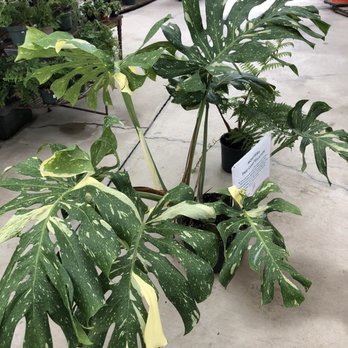 The Garden Plot - Monstera Thai Constellation - Nurseries & Gardening Near Me - Alexandria, Virginia