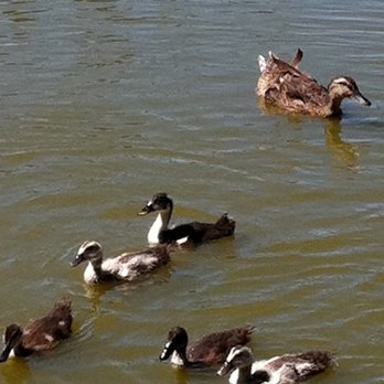 Barbara’s Pet Service - ducks need looking after too - Dog Walkers Near Me - Livingston, California Barbara’s Pet Service - ducks need looking after too - Dog Walkers Near Me - Livingston, California