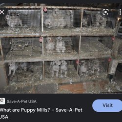 Pet Express - This is where they get the puppies they sell. No you're not saving them, you're supporting them.