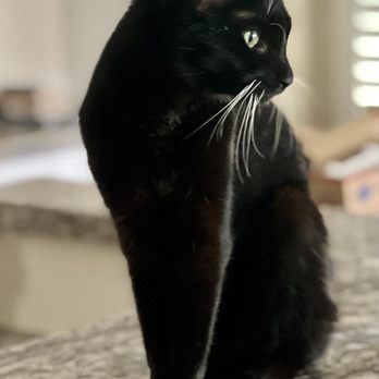 The Pet Sitter - Pet Sitting Near Me The Pet Sitter - Pet Sitting Near Me