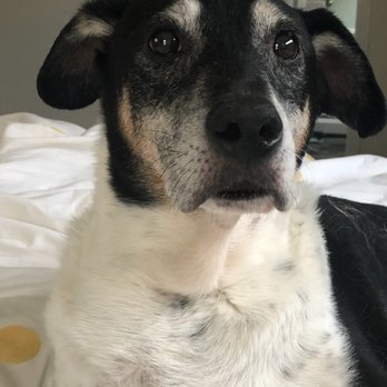 Beloved Companions - Pet Cremation Services Near Me - Avon, Connecticut