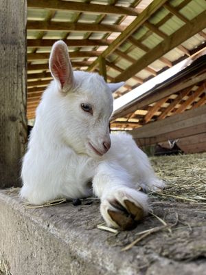 Leaping Lamb Farm by null