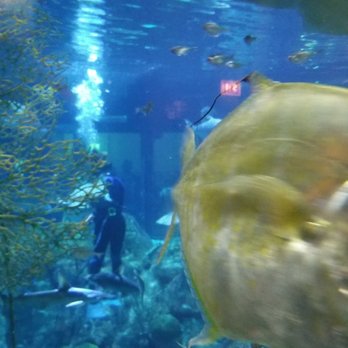 Shedd Aquarium - Feeding the fish - Aquariums Near Me - Chicago, Illinois Shedd Aquarium - Feeding the fish - Aquariums Near Me - Chicago, Illinois