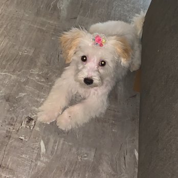 Catts & Doggs Pet grooming - Nalas first cut, - Pet Groomers Near Me - Downey, California Catts & Doggs Pet grooming - Nalas first cut, - Pet Groomers Near Me - Downey, California