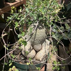 Solana Succulents