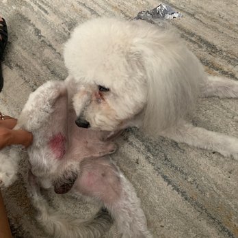 Milly's Dog Grooming - Pet Groomers Near Me - San Diego, California