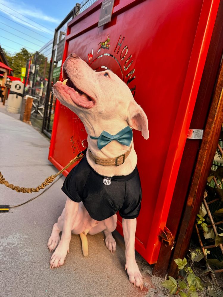 Bark Bus Jax Image