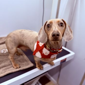 Gorald Pet Grooming - Bath time - Pet Groomers Near Me - Santa Clara, California Gorald Pet Grooming - Bath time - Pet Groomers Near Me - Santa Clara, California