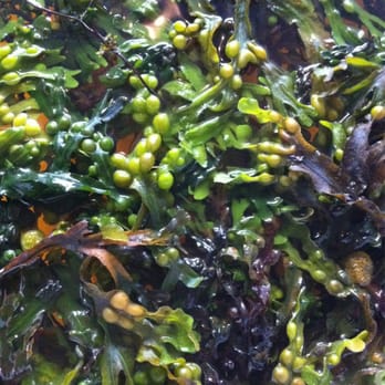 Connemara Seaweed Baths - Day Spas Near Me - Leenaun, G