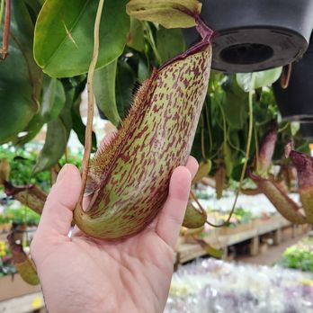 Brooklyn Plantology By Lapide - Miranda pitcher plants - Nurseries & Gardening Near Me - Brooklyn, New York