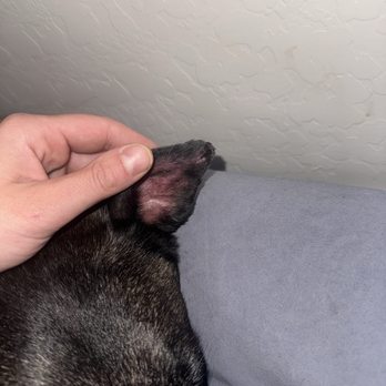 Petco - Ear with sutures removed - Pet Stores Near Me - Henderson, Nevada