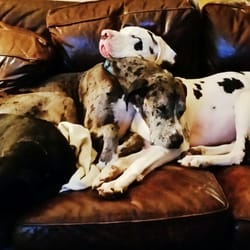 Austin Tailwaggers