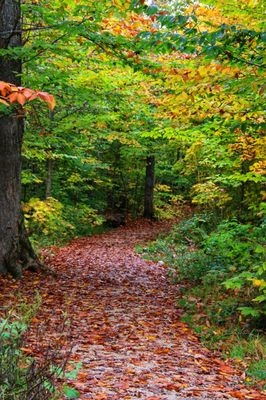 Tahquamenon Falls State Park by null