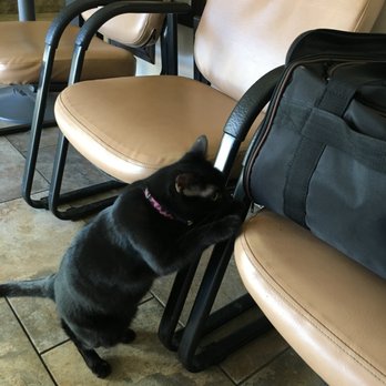 ALL Creatures Veterinary Center - I'm going to miss Tango. I haven't seen him in a while though. - Veterinarians Near Me - Newhall, California ALL Creatures Veterinary Center - I'm going to miss Tango. I haven't seen him in a while though. - Veterinarians Near Me - Newhall, California