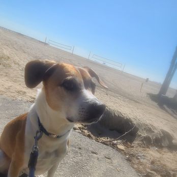Little Rascals Pet Care - Dog Walkers Near Me - Long Beach, California