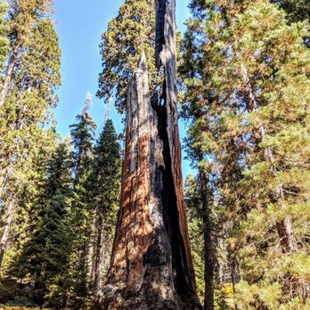 Crescent Meadow and Tharp's Log - Chimney Tree - Hiking Near Me - Sequoia National Park, California Crescent Meadow and Tharp's Log - Chimney Tree - Hiking Near Me - Sequoia National Park, California