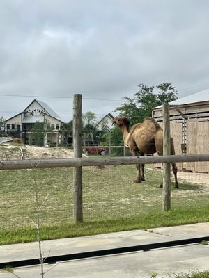 Alabama Gulf Coast Zoo by null