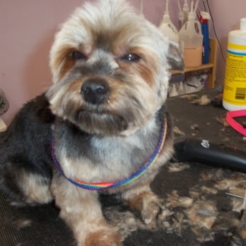 A Passion For Pets - Pet Groomers Near Me - Gilbert, Arizona