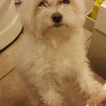 Enchanted Nails & Spa - The salon's dog, Essie, is super adorable! - Nail Salons Near Me - Washington, DC, District of Columbia Enchanted Nails & Spa - The salon's dog, Essie, is super adorable! - Nail Salons Near Me - Washington, DC, District of Columbia