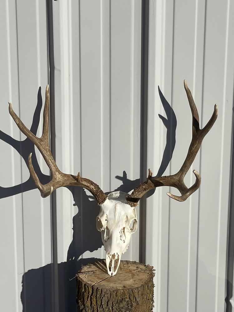 Western Skull Works - taxidermy in Wilton, CA