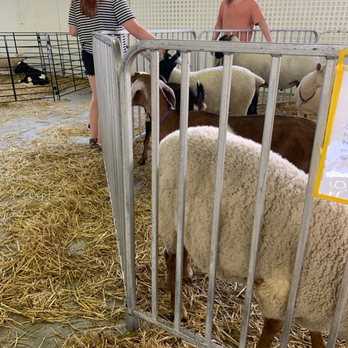 Marion County Fairgrounds - Sheep and goats in the petting zoo. The fair has a mandated mask requirement. Many wear one in and then take it off. - Festivals Near Me - Indianapolis, Indiana