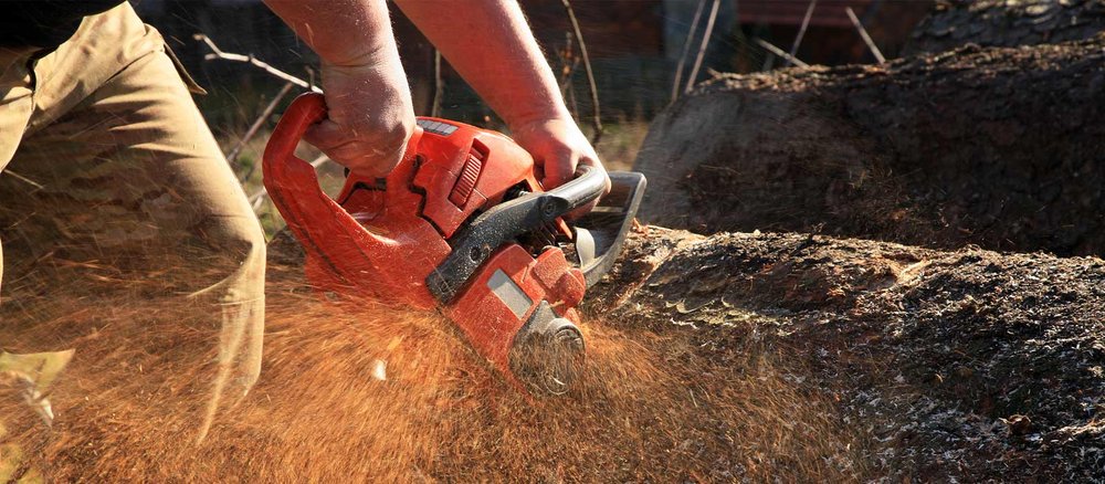 PCR TREE SERVICE - Updated January 2025 - 29 Photos - 600 Warsham Ave ...