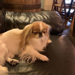 Dog Days Brewing - My baby chillin on the couch