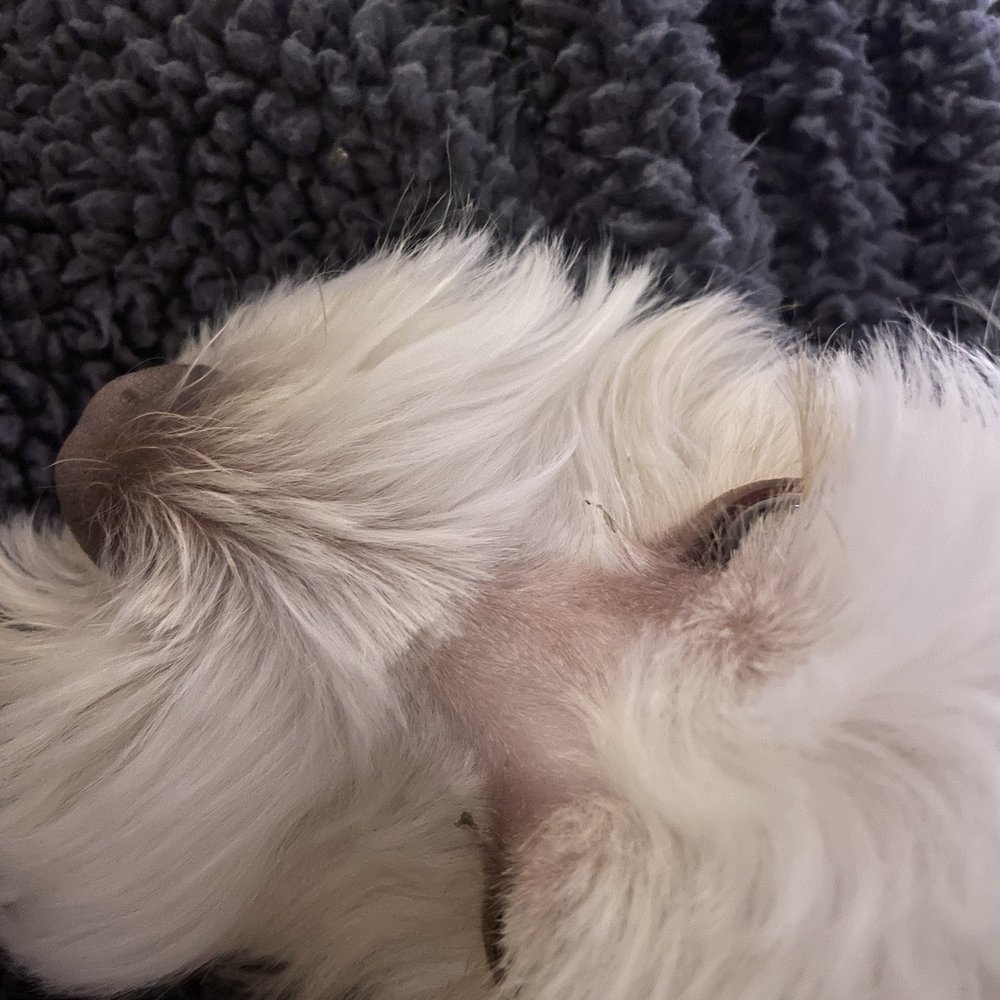 Grooming By V - Pet Groomers Near Me - Alhambra, California Grooming By V - Pet Groomers Near Me - Alhambra, California