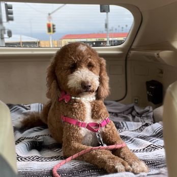 Super Paws Dog Grooming - She may look cranky but she's one happy pup... I promise. Lol - Pet Groomers Near Me - Corona, California