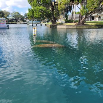 Manatee Paddle - Paddleboarding Near Me - Crystal River, Florida