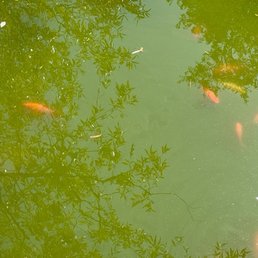 Fish in the pond