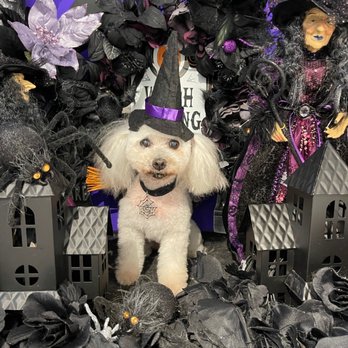 Johnny's Dog Spa - She's a thirsty witch. - Pet Groomers Near Me - Honolulu, Hawaii Johnny's Dog Spa - She's a thirsty witch. - Pet Groomers Near Me - Honolulu, Hawaii