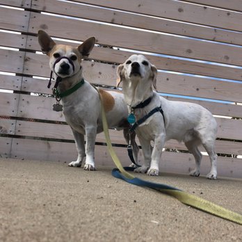 Little Buddies - Dog Walkers Near Me Little Buddies - Dog Walkers Near Me