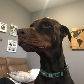 Many Paws Kennel - Pet Training Near Me - Hillsboro, Oregon Many Paws Kennel - Pet Training Near Me - Hillsboro, Oregon