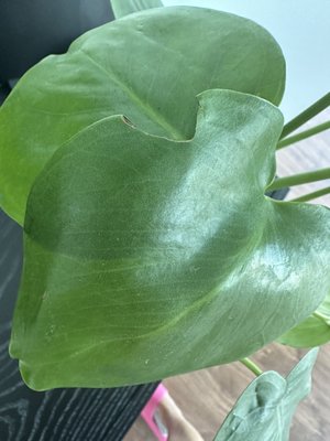 The Mellow Mission by null