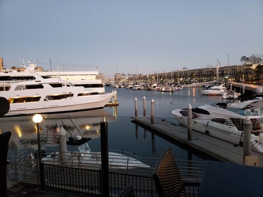 Killer Shrimp by null