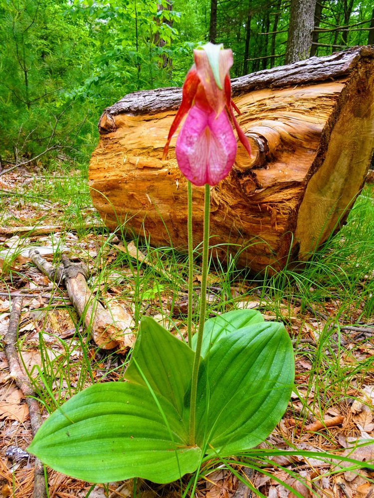 HORSE GUARD STATE PARK Parks 245 W Avon Rd, Avon, CT Phone Number Yelp