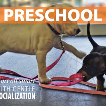 Zoom Room Dog Training - Pet Training Near Me - Huntington Beach, California Zoom Room Dog Training - Pet Training Near Me - Huntington Beach, California