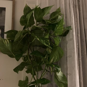 Nelson's Greenhouse - Golden pothos plant in 6 inch pot for 12$ - Nurseries & Gardening Near Me - Canoga Park, California Nelson's Greenhouse - Golden pothos plant in 6 inch pot for 12$ - Nurseries & Gardening Near Me - Canoga Park, California
